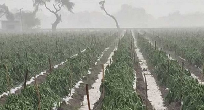Sólo 0.69% de hortalizas en Puebla, afectadas por lluvia: Sagarpa.