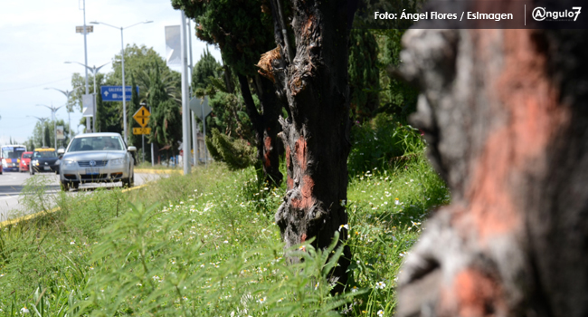 Crean frente contra ciclopista Hermanos Serdán. Foto: EsImagen / Tania Olmedo