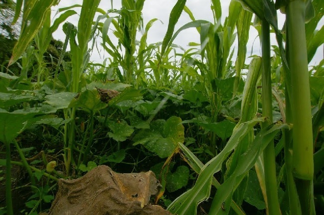 Milpa1