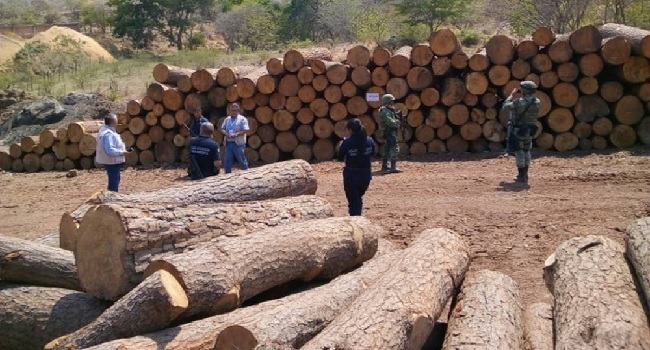 En operativo, Profepa clausura siete aserraderos en zona Izta-Popo. Foto: Especial