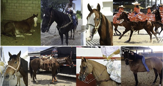 En Texmelucan, roban tráiler con ocho caballos de exhibición. Foto: Facebook / @Escaramuzaeltulipan