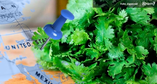 cilantro