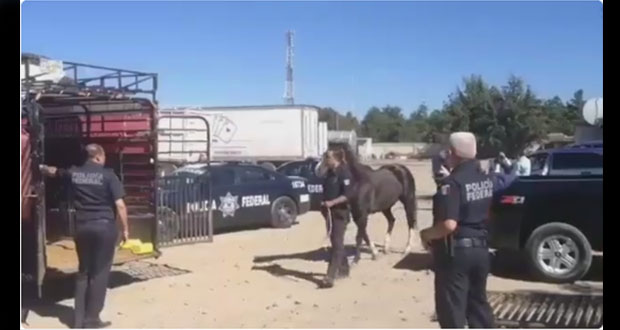 En Cañada Morelos, recuperaran los 8 caballos robados en Texmelucan. Foto: Twitter @JavierLopezDiaz