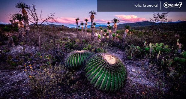 Biósfera de Tehuacán-Cuicatlán, patrimonio de la humanidad: Unesco