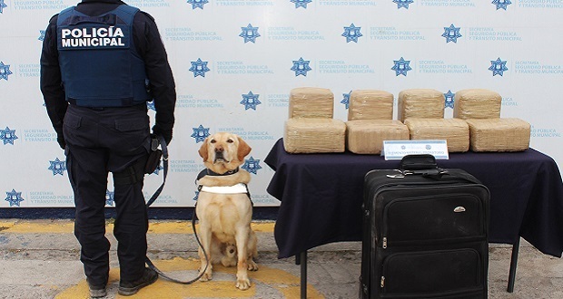 Con apoyo de canino, Ssptm asegura 17 kg de mariguana . Foto: Especial