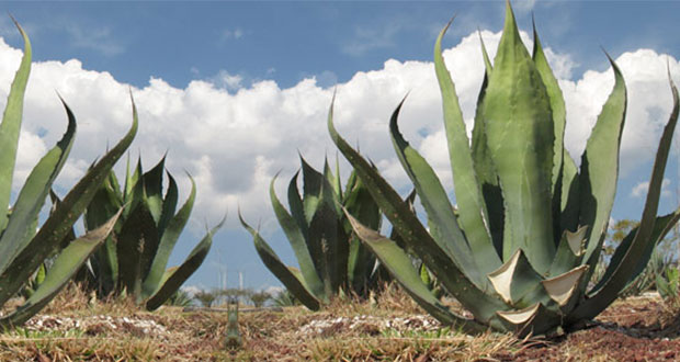 El 68% de las especies de agave son endémicas de México: especialista