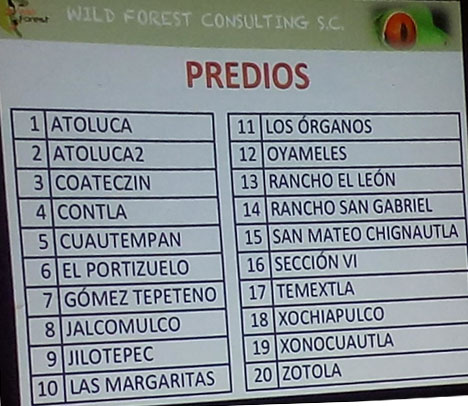 Wild-forest
