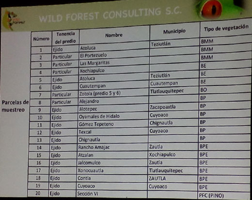 Wild-forest