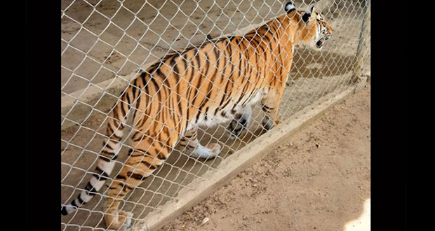 PGR asegura tigre, armas y drogas en domicilio de Sinaloa