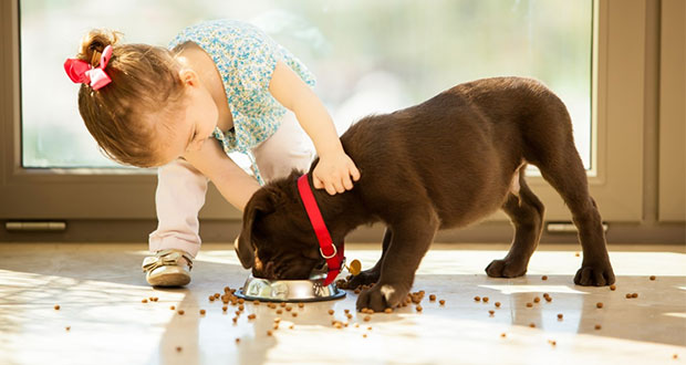 En México, 70% de hogares tiene mascota; 33% no va al veterinario