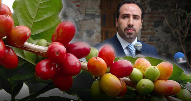 Sdrsot descarta que producción de café haya caído por roya