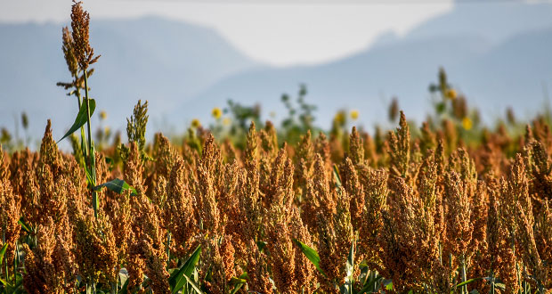 China busca aumentar importación de sorgo desde México: Sagarpa