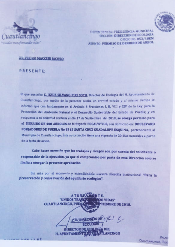 Tala de árboles en “El Vivero” sería por cambiar uso de suelo, alerta regidor