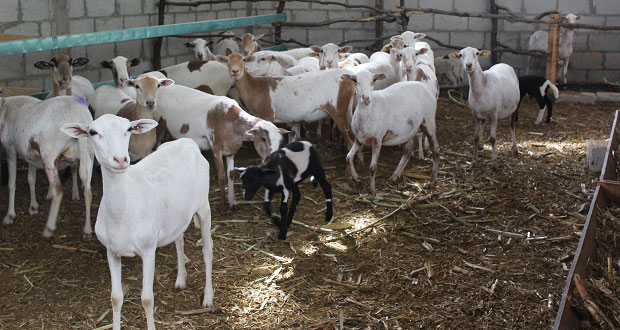 Antorcha logra proyecto productivo para campesinas de Tehuacán