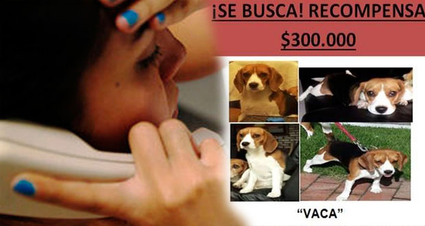En CDMX, delincuentes extorsionan a dueños de mascotas perdidas