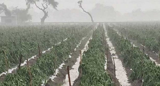 Sólo 0.69% de hortalizas en Puebla, afectadas por lluvia: Sagarpa