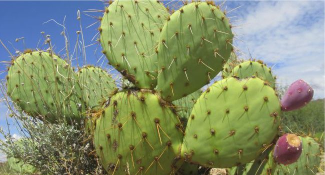 Sader impulsa proyectos productivos familiares de nopal