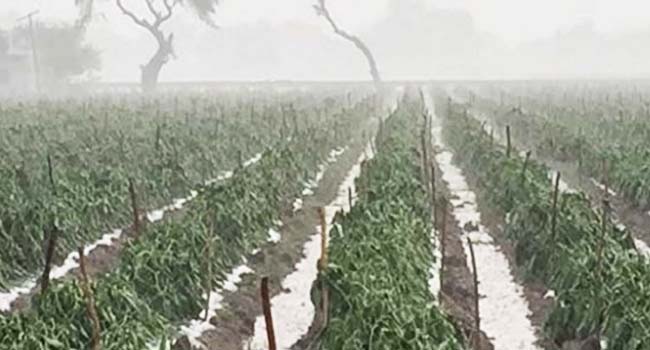 Granizada afecta 500 hectáreas en 9 municipios de Puebla