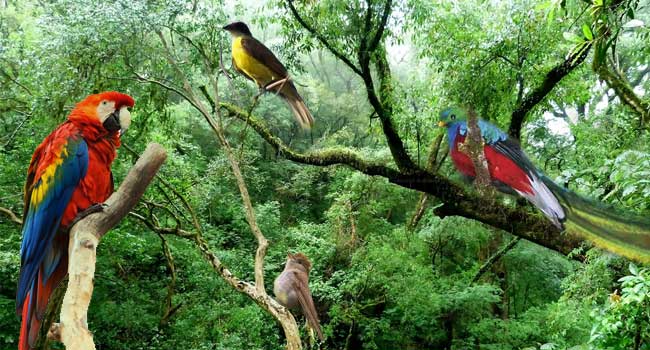 ¿Sabías qué 392 especies de aves mexicanas están en riesgo?