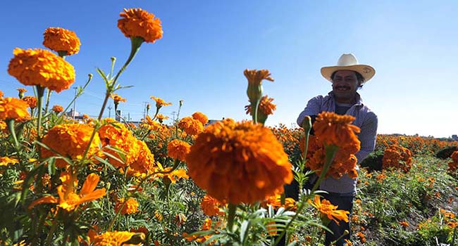 ¿Qué tanto sabes de la flor de cempasúchil? Aquí te contamos  