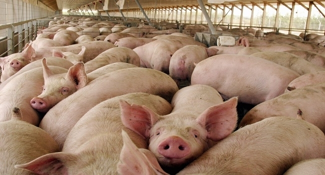 ¿Qué es la peste porcina que alerta a México y cómo prevenirla?