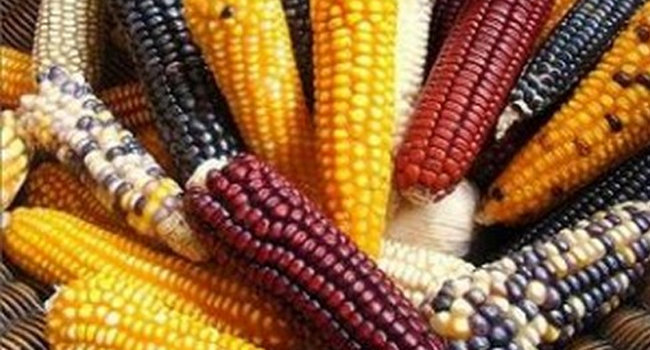 Con ley aprobada en Senado, se crea Consejo Nacional del Maíz Nativo