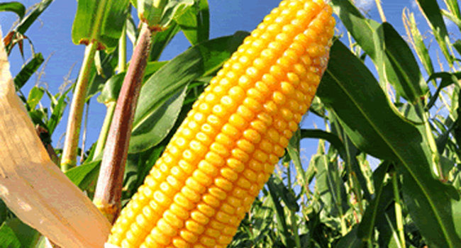 EU llama a consultas técnicas de T-MEC por regulación de maíz transgénico