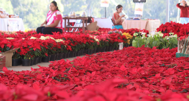 En navidad, venta de nochebuena deja ganancias de 23 mdd en México