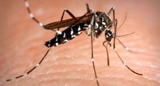 Secretaría de Salud moviliza a 560 servidores para combatir dengue