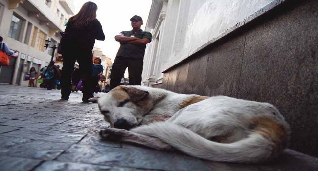Diputada de Morena propone sacrificar animales callejeros