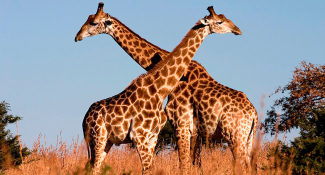 Por caza ilegal, jirafas se encuentran en peligro de extinción