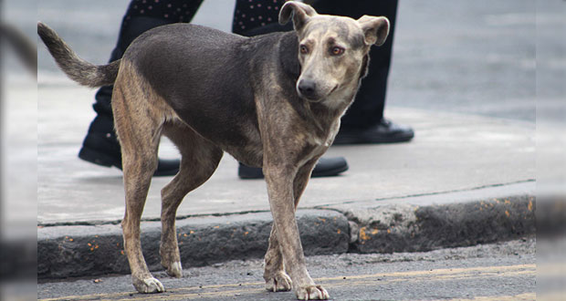 Perro mata a su dueña durante ataque epiléptico en Xicotepec