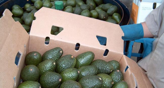 Por los cielos el precio del aguacate, está hasta 70 pesos el kilo