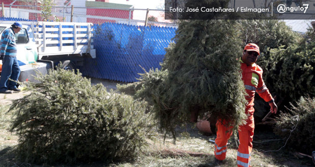 Abren centros para reciclar árboles de Navidad en Puebla capital