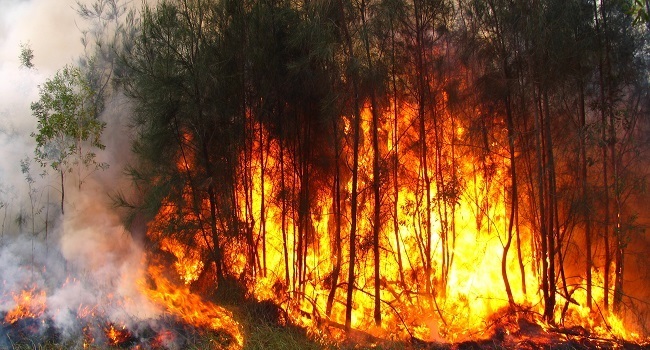 Incendios forestales en país afectan superficie similar a Saltillo