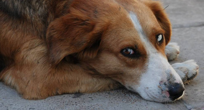 Gobierno estatal investiga denuncia de perro calcinado en Loma Bella