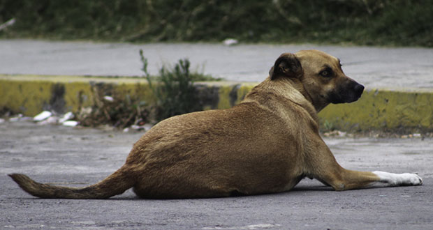 Gobierno estatal investiga denuncia de perro calcinado en Loma Bella