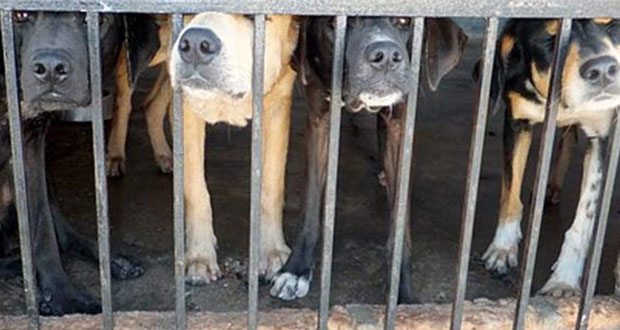 Se han emitido 8 sanciones en Puebla por maltrato animal: director