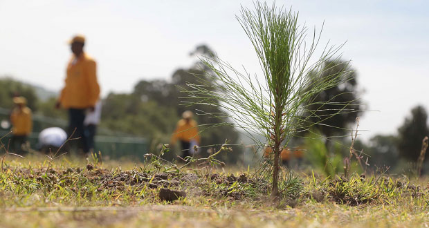 Plantarán árboles frutales y maderales en 50 mil hectáreas de Puebla