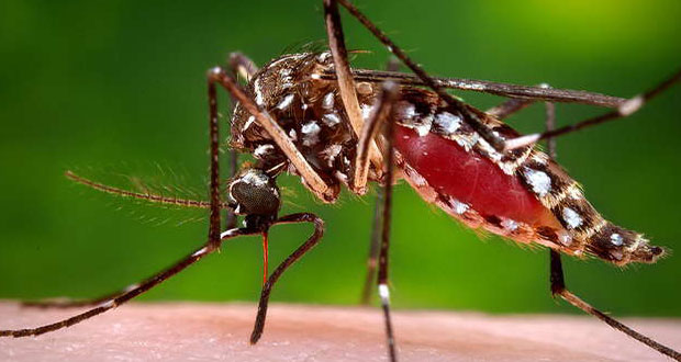 Van 11 casos confirmados de Chikungunya en ocho estados