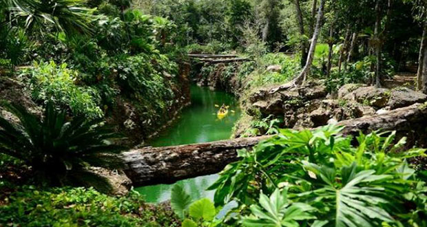 Amenaza de extinción de flora y fauna a un ritmo sin precedente: ONU