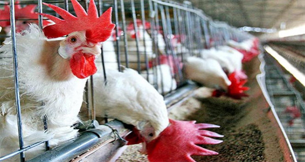 Sacrifican 731 mil aves para frenar brote de gripe aviar en Durango
