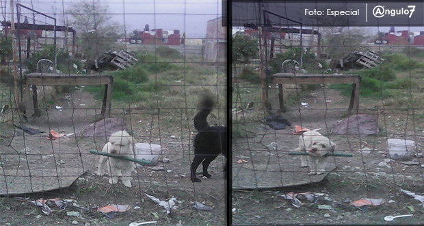 Se han emitido 8 sanciones en Puebla por maltrato animal: director