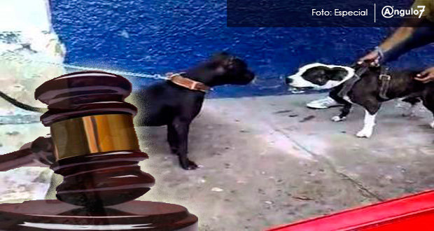 Con hasta 5 años de cárcel castigarán peleas de perros en Yucatán