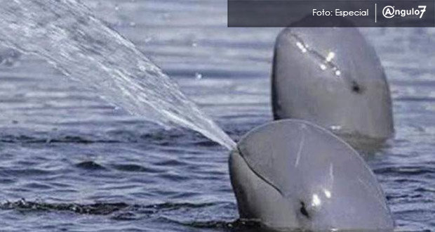 Quedan prohibidas redes de enmalle en hábitat de vaquita marina