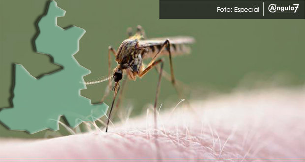 Puebla registra 505 casos de dengue, 84.3% más en un año: SS federal