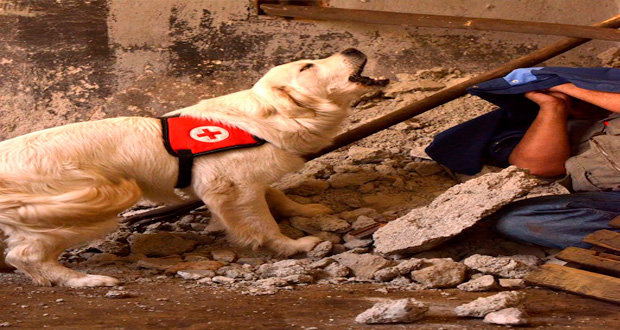 México agradece labor de perros rescatistas del país y del extranjero