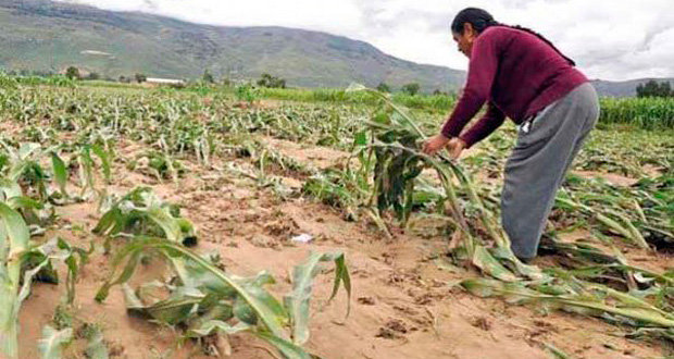 Gobierno destinó 266 mdp en seguros agropecuarios en 6 años, reporta Sdrsot