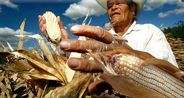 Con biotecnología, productividad de maíz nacional subiría hasta 22%