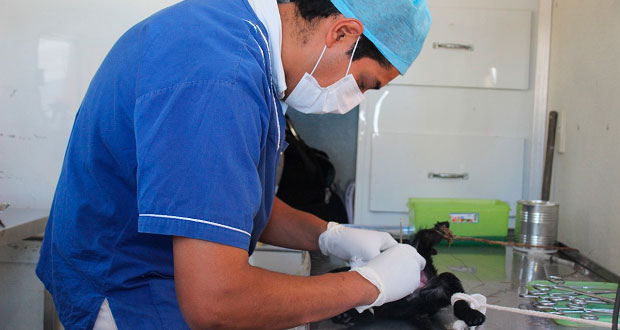 Comuna realiza jornadas gratuitas de esterilización de mascotas
